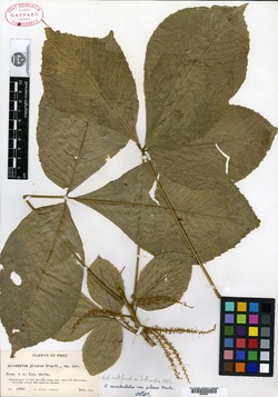 Allophylus pilosus image