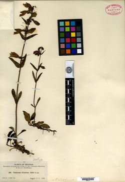 Penstemon arizonicus image