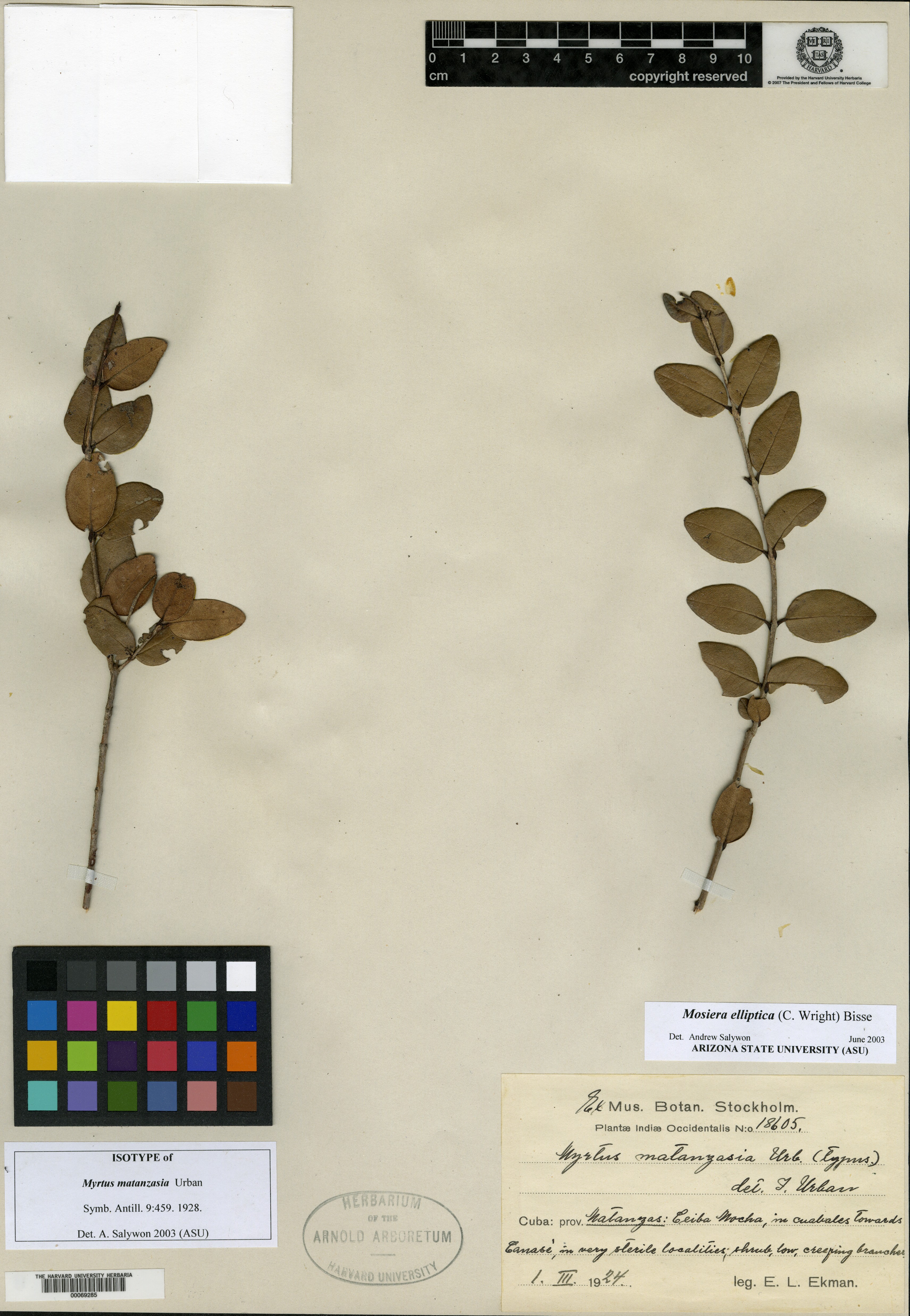 Mosiera elliptica subsp. matanzasia image
