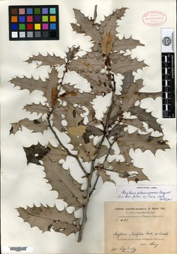 Monteverdia ilicifolia image