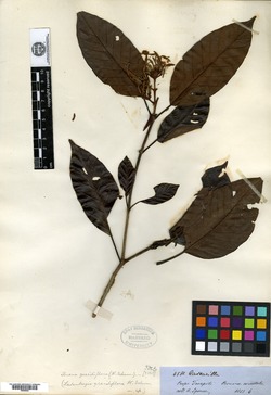 Ladenbergia graciliflora image