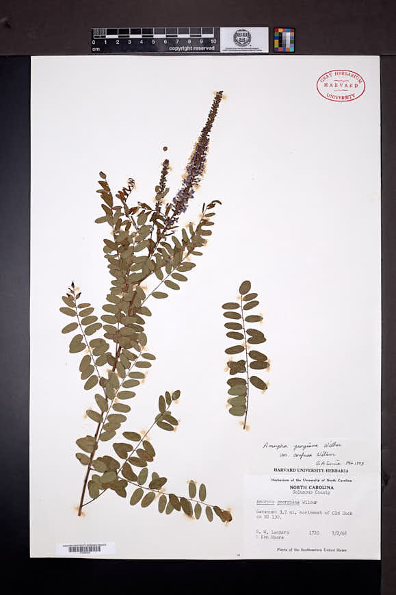 Amorpha georgiana image
