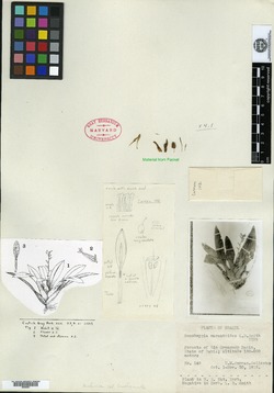 Werauhia pedicellata image