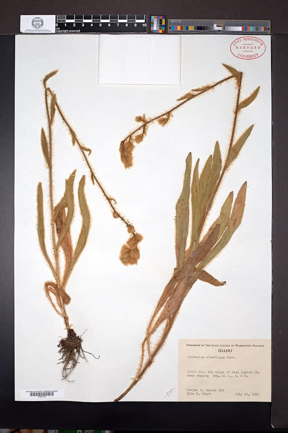 Hieracium albertinum image