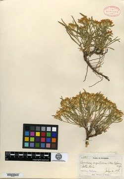Oonopsis multicaulis image