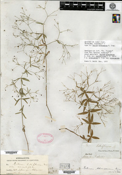 Galium arkansanum image