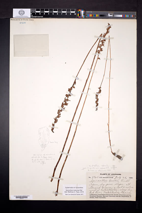 Spiranthes tuberosa image