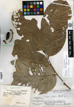 Couepia latifolia image