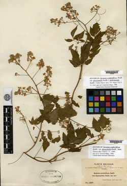 Serjania confertiflora image