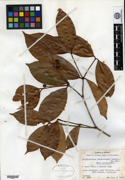 Calyptranthes perlaevigata image