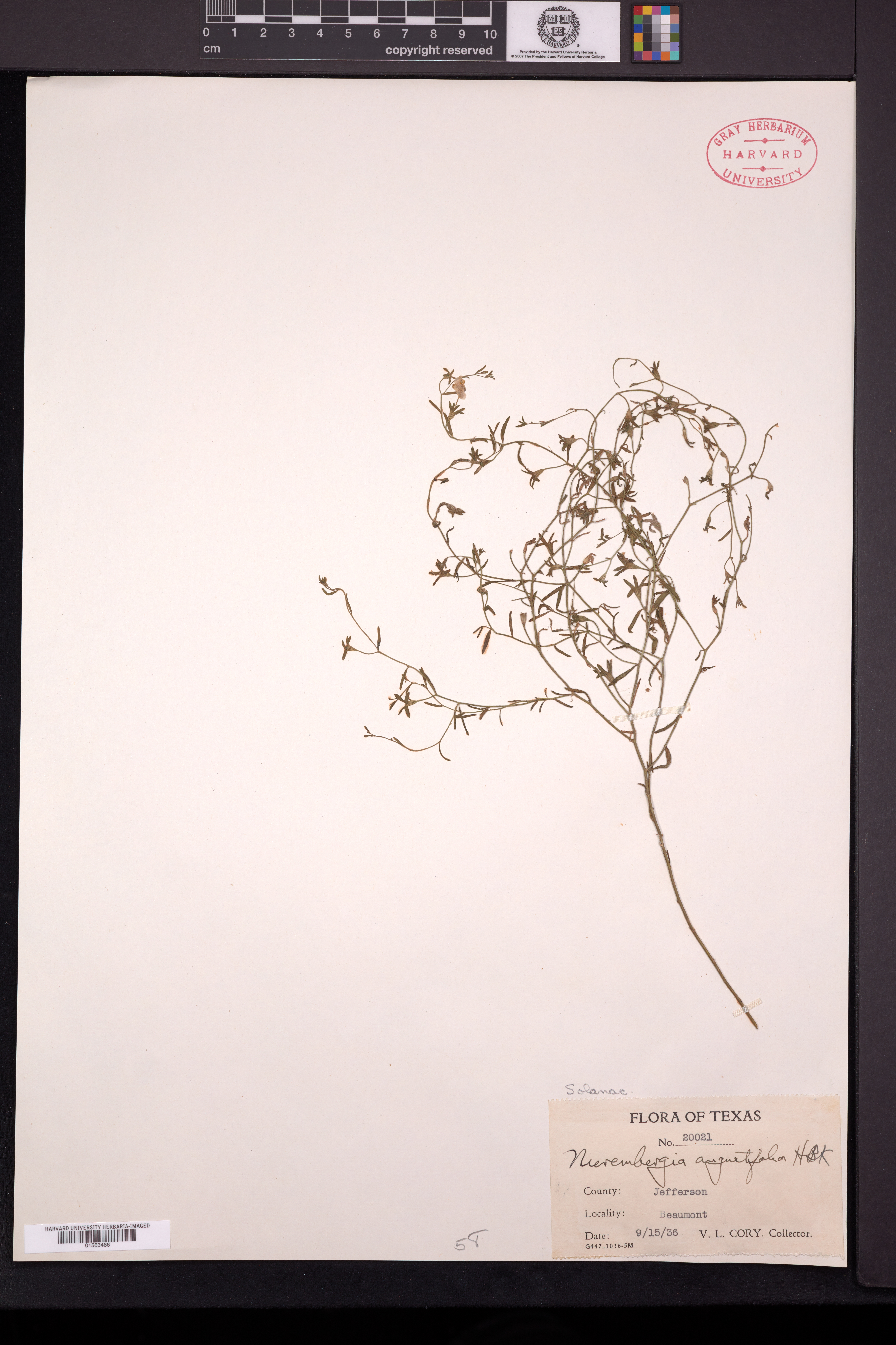 Nierembergia angustifolia image
