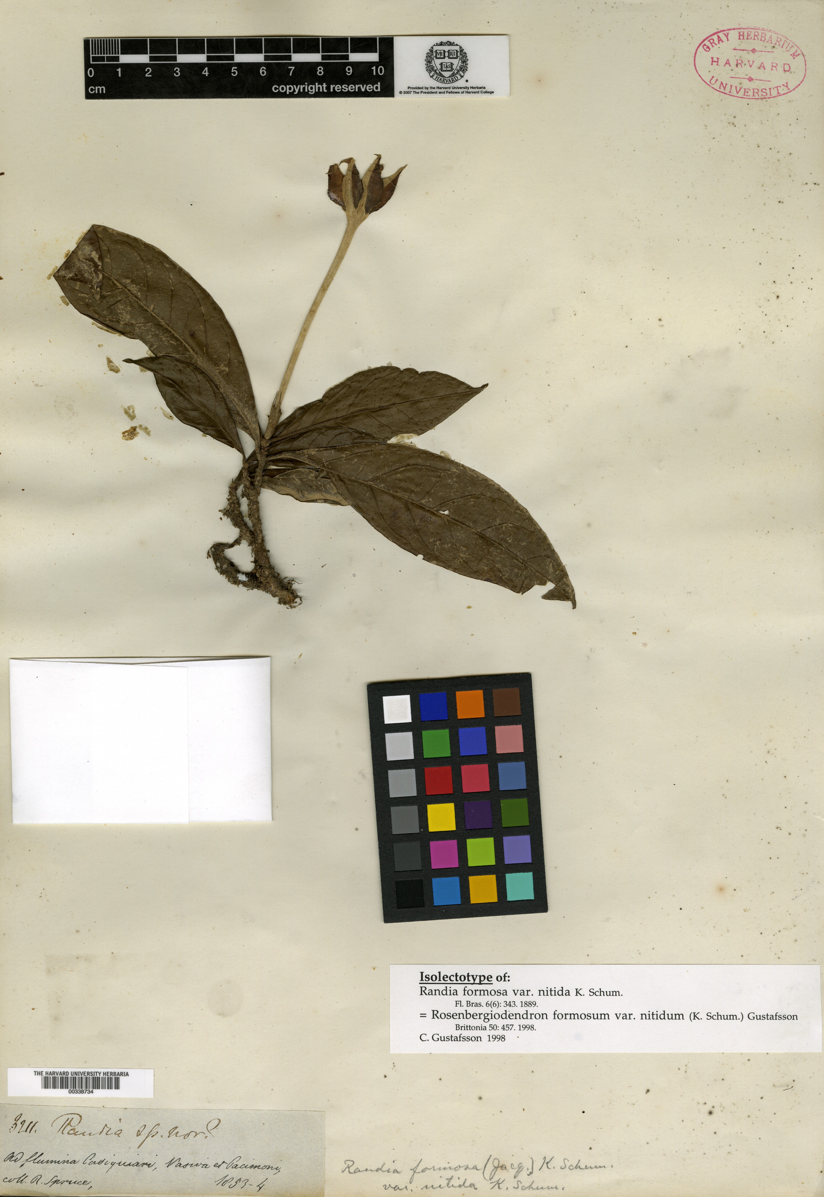 Rosenbergiodendron formosum var. nitidum image