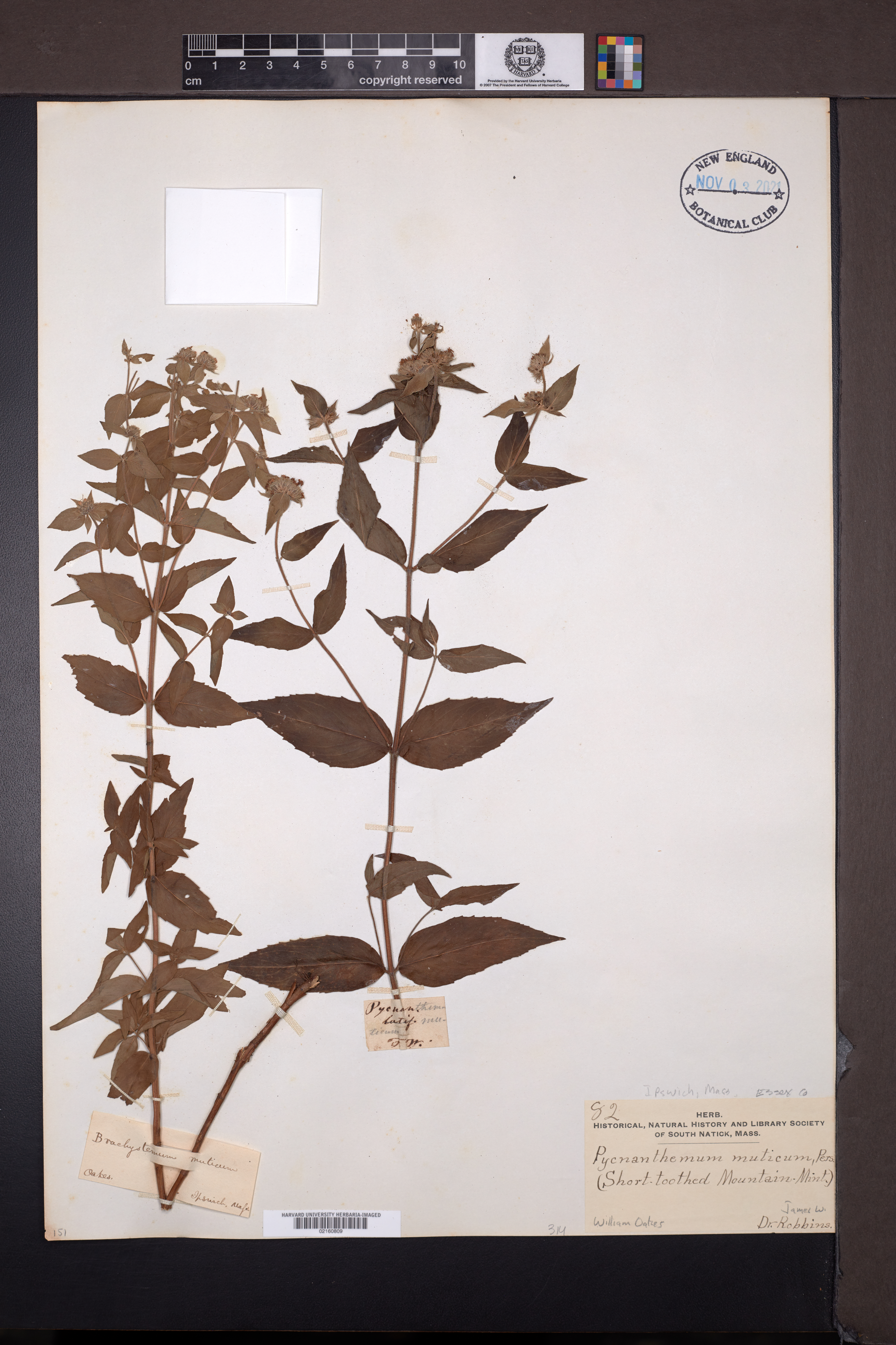Pycnanthemum muticum image
