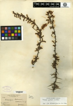 Prosopis palmeri image