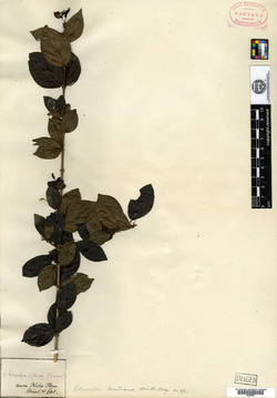 Chomelia obtusa image