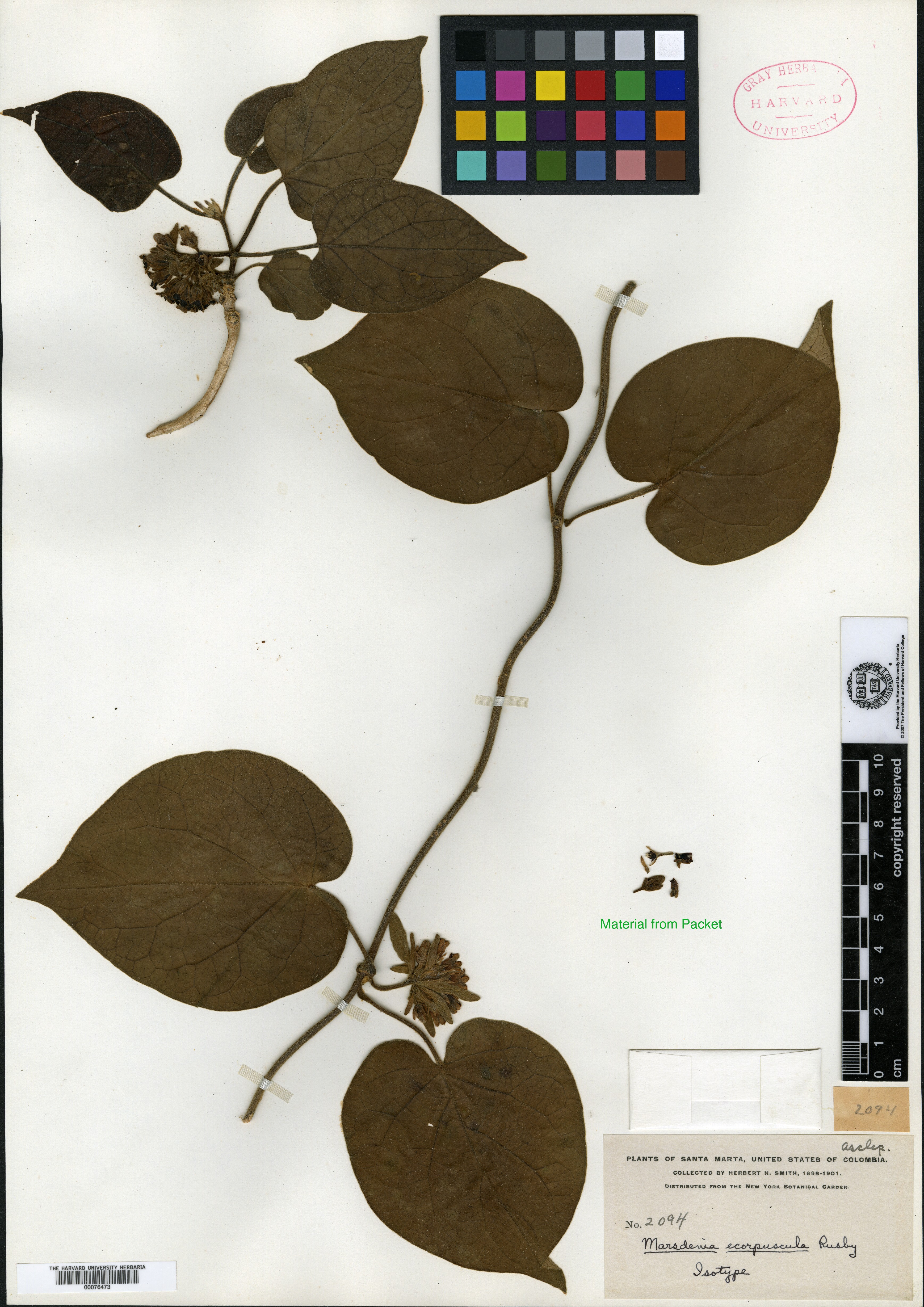 Marsdenia altissima subsp. altissima image