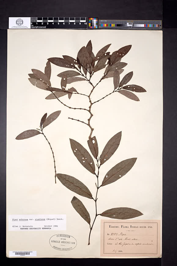 Piper arboreum subsp. arboreum image
