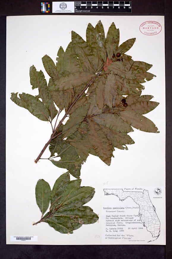 Exothea paniculata image