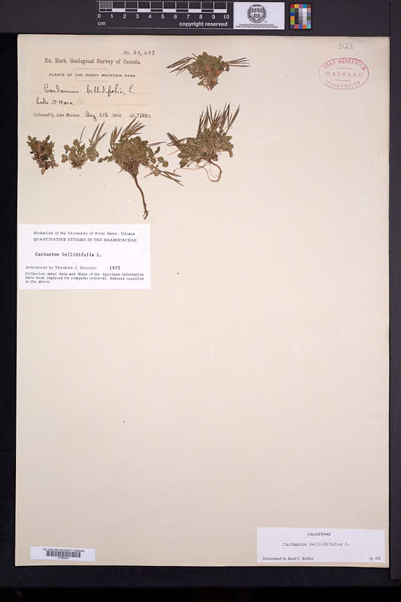 Cardamine bellidifolia image