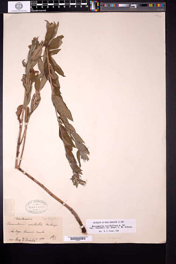 Lithospermum macromeria image