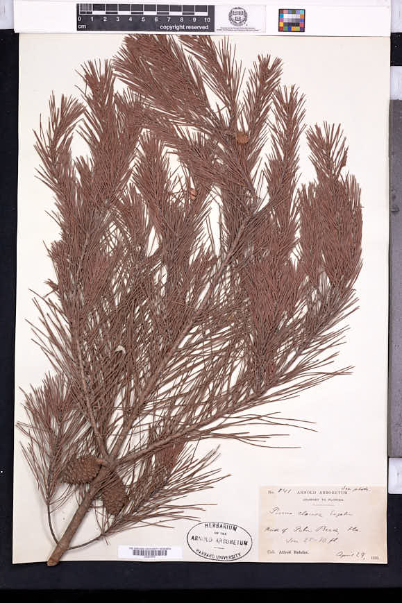 Pinus clausa image
