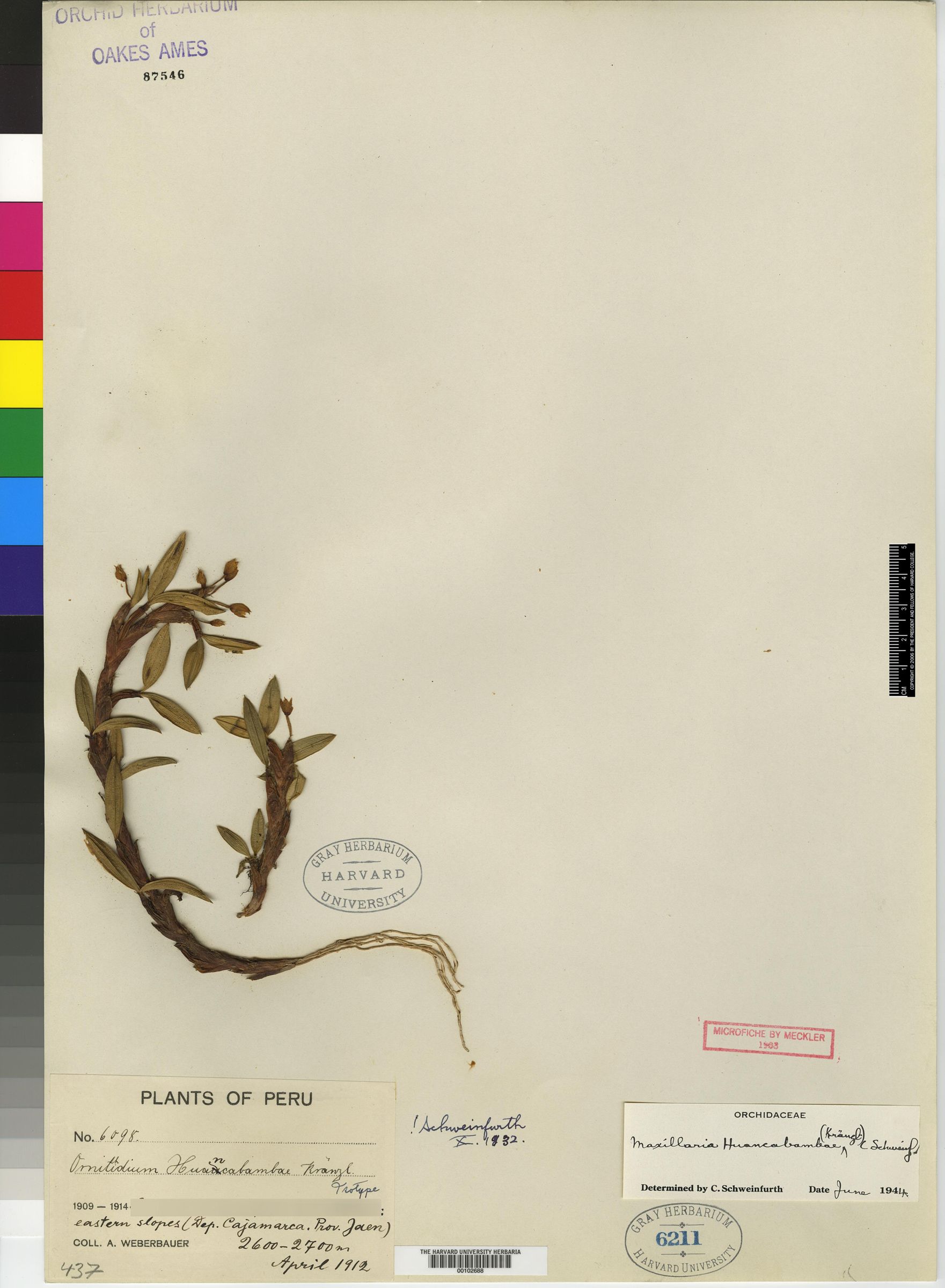 Ornithidium huancabambae image