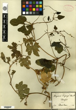 Cayaponia maximowiczii image