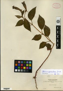 Aeschynanthus micranthus image