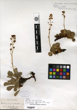 Saxifraga fragarioides image