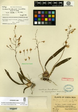Oncidium cheirophorum image