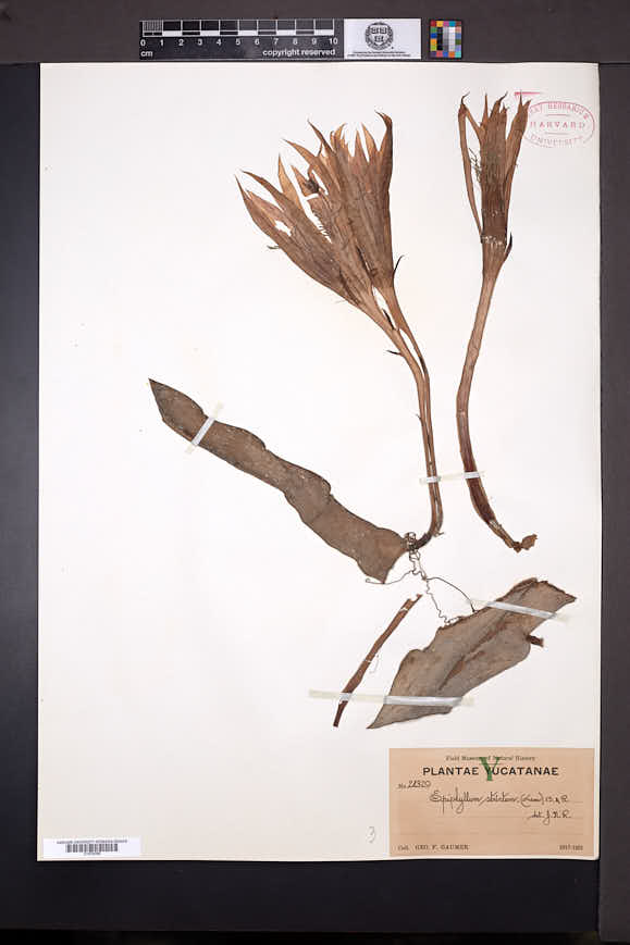 Epiphyllum strictum image