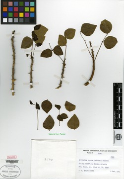 Erythrina cubensis image