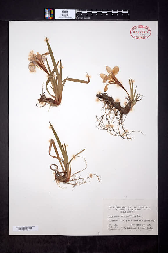 Iris verna var. smalliana image