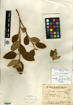 Croton spissirameus image