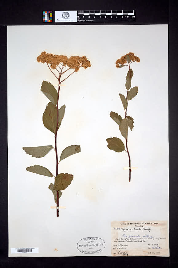 Spiraea betulifolia var. lucida image