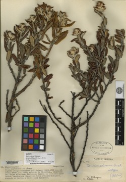 Monticalia sclerosa image