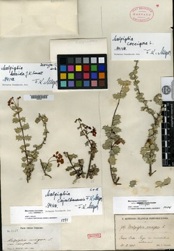 Malpighia coccigera subsp. horrida image