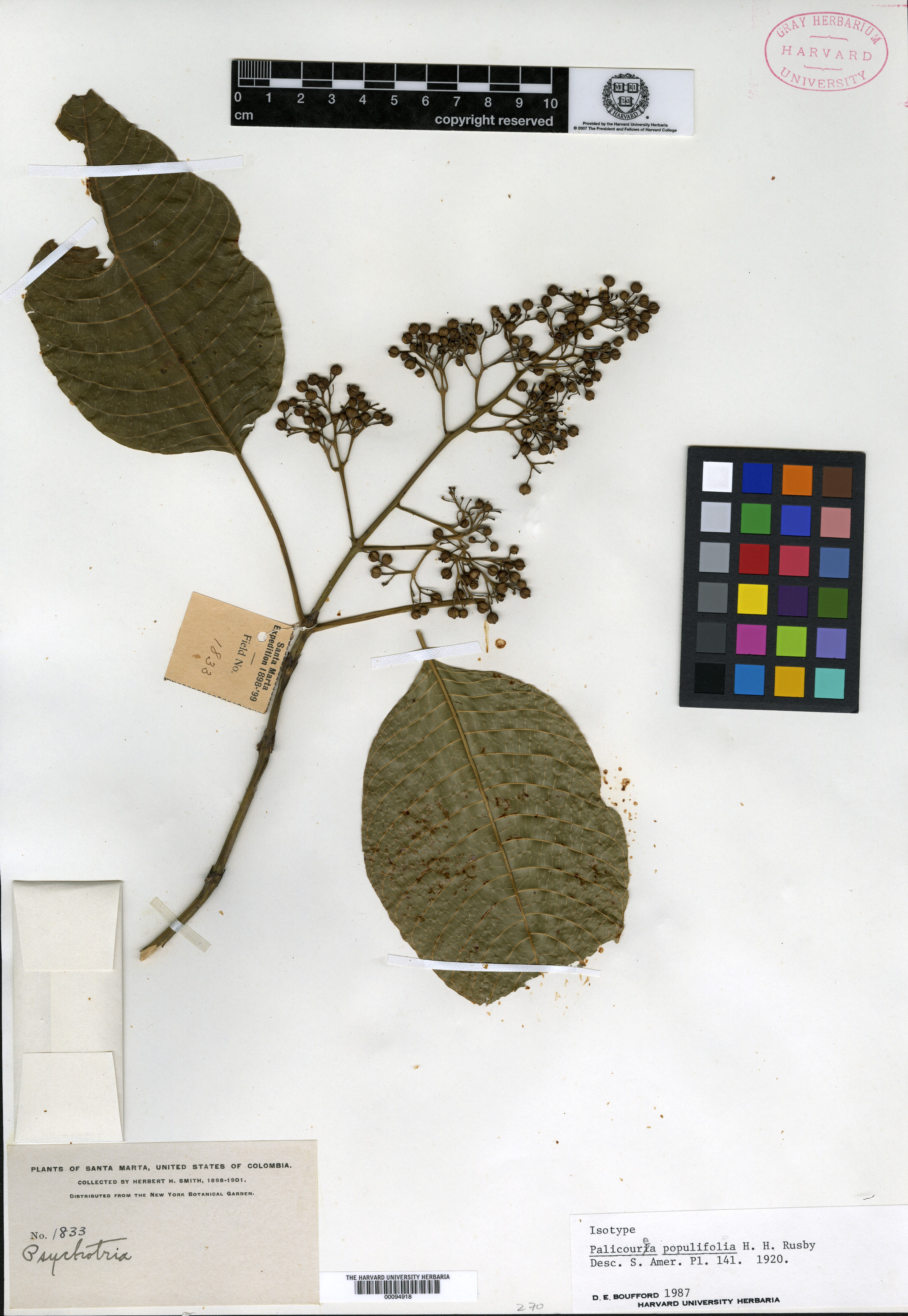 Palicourea populifolia image