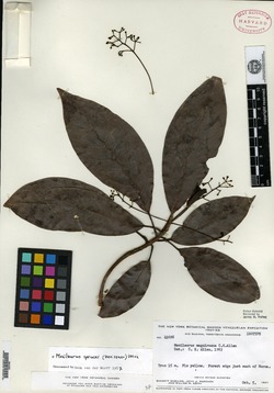 Nectandra bartlettiana image