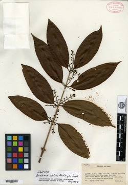 Eugenia farameoides image