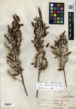 Salix nigra var. altissima image
