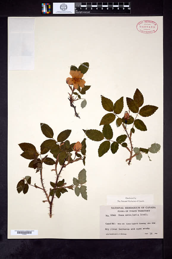 Rosa acicularis subsp. sayi image