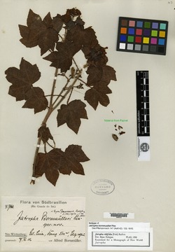 Jatropha dioica image