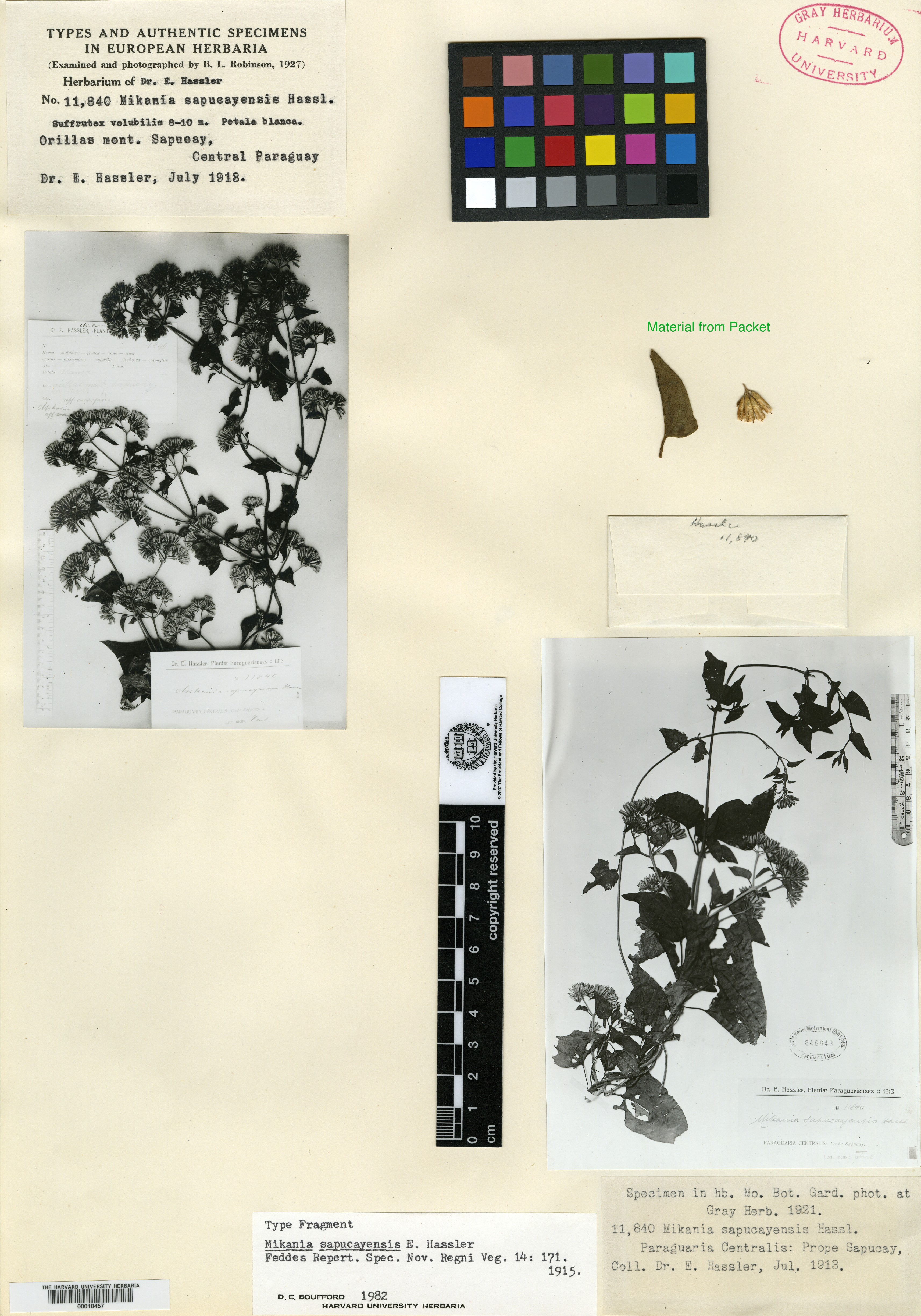 Mikania variifolia image