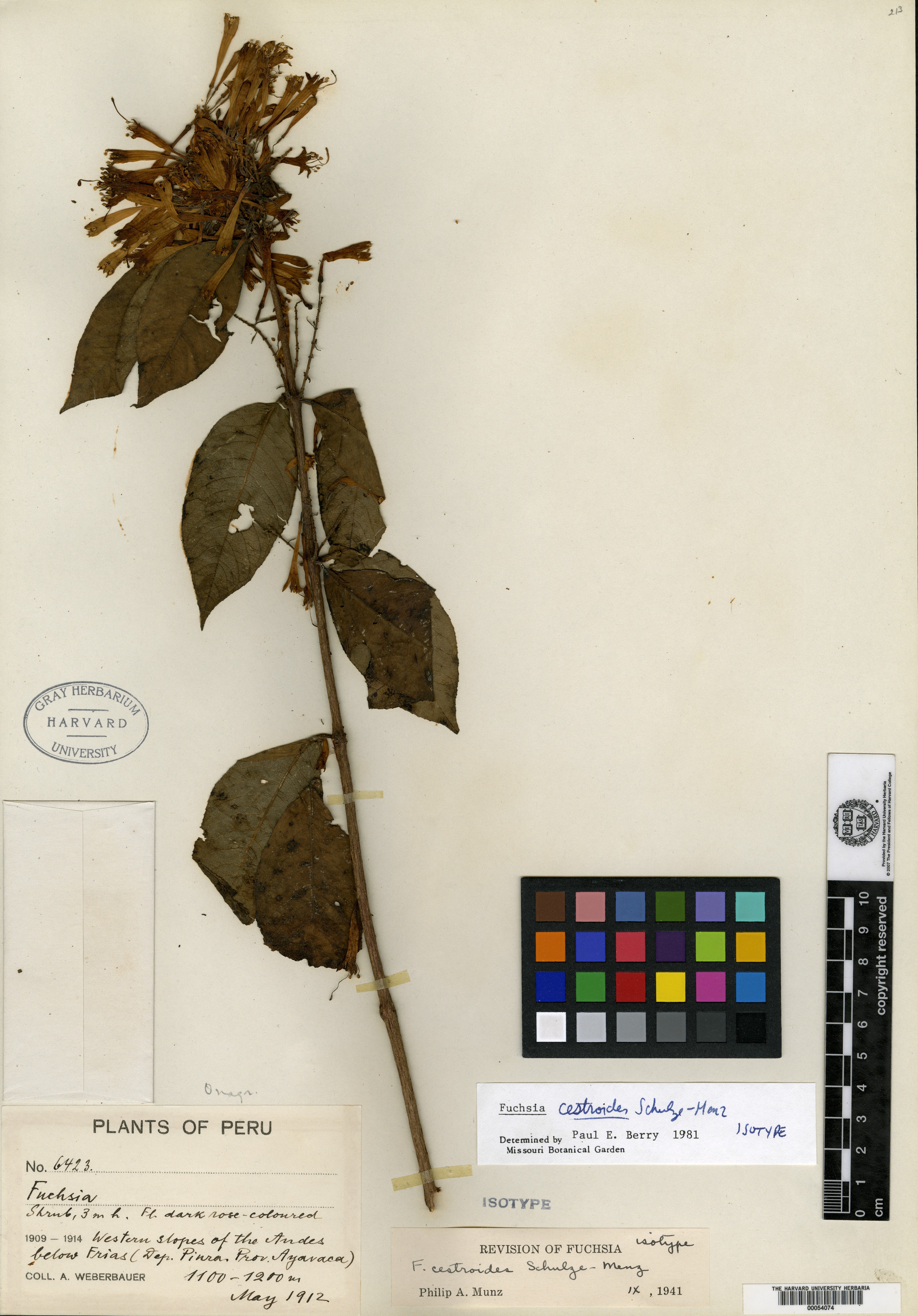 Fuchsia lehmannii image