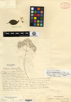 Koanophyllon albicaulis image