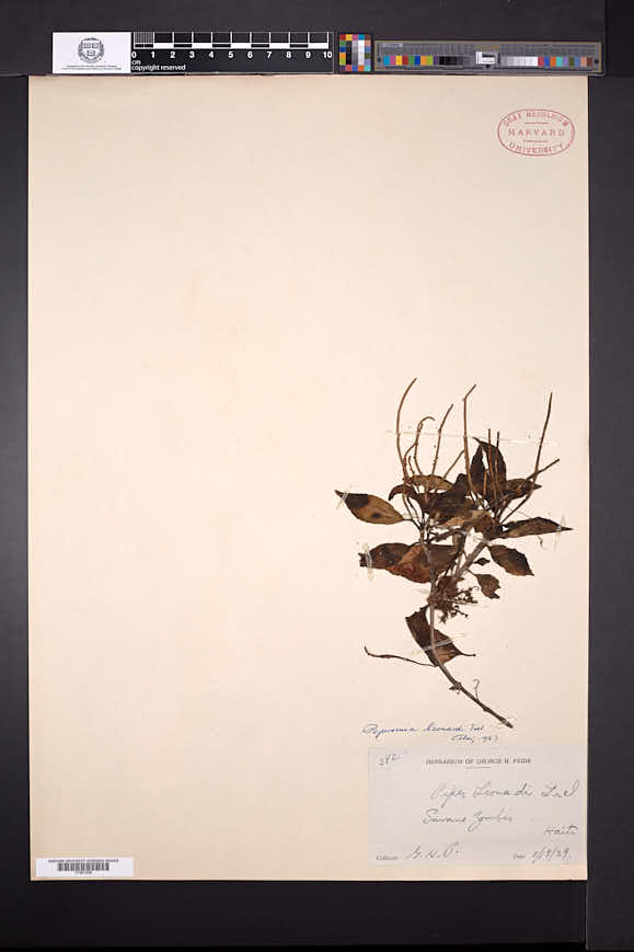 Peperomia dendrophila image