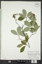 Rhododendron prinophyllum image