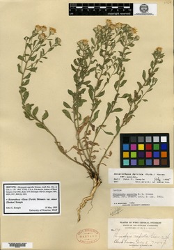 Chrysopsis asprella image