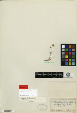 Plagiobothrys macbridei image